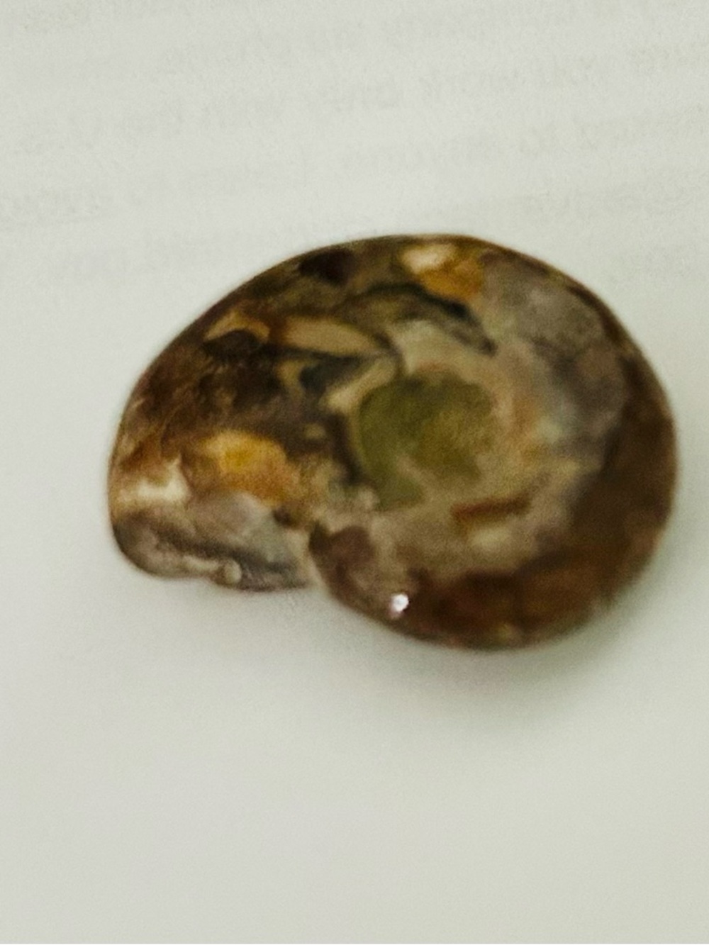 Ammonite Fossil